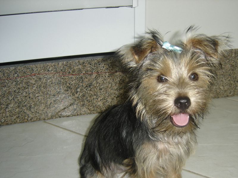 Cachorro 15.jpg